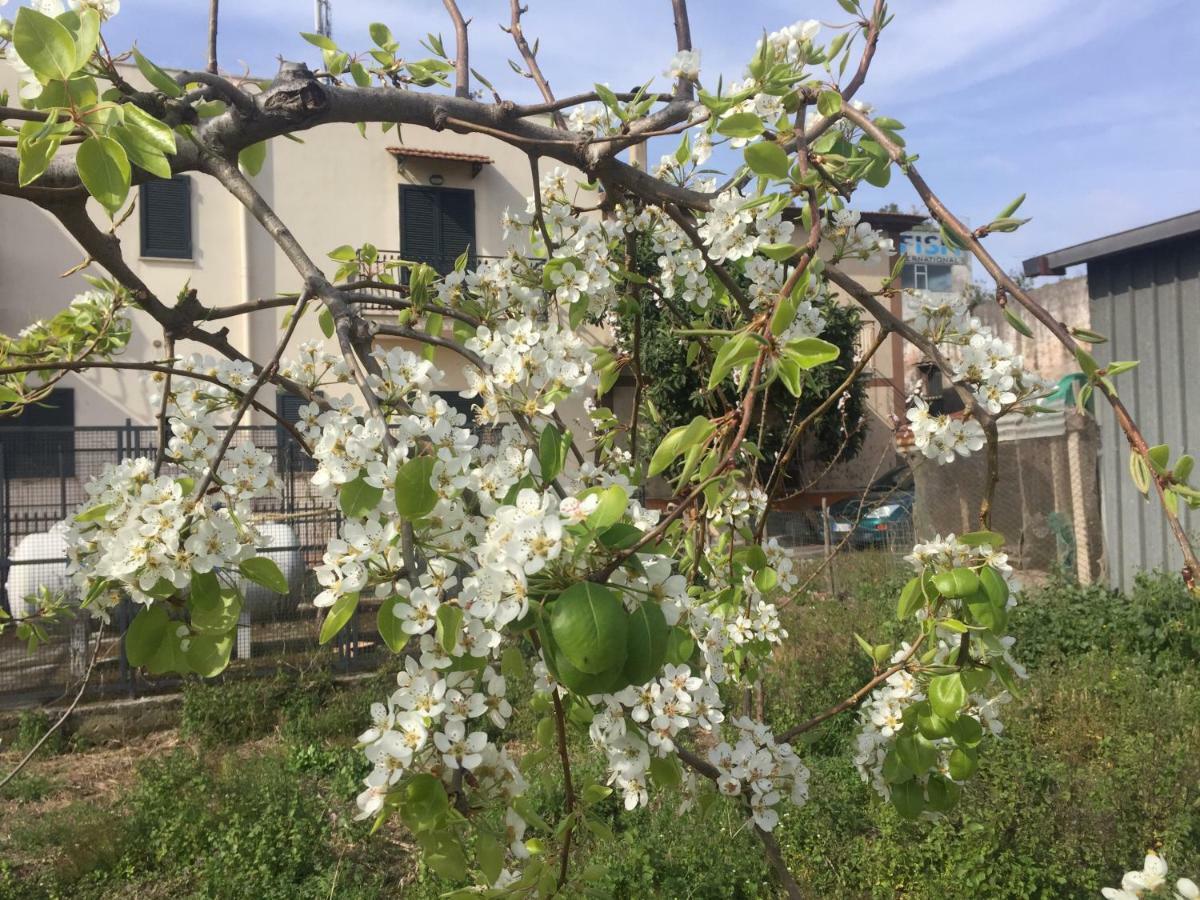 Il Giardino Di Nonno Agostino Bed and Breakfast Castellammare di Stabia Exteriör bild