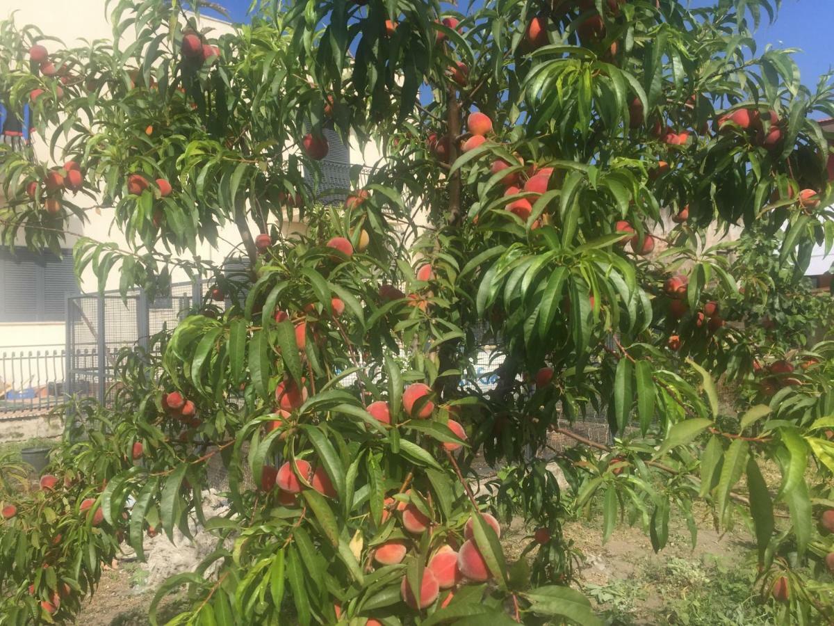 Il Giardino Di Nonno Agostino Bed and Breakfast Castellammare di Stabia Exteriör bild