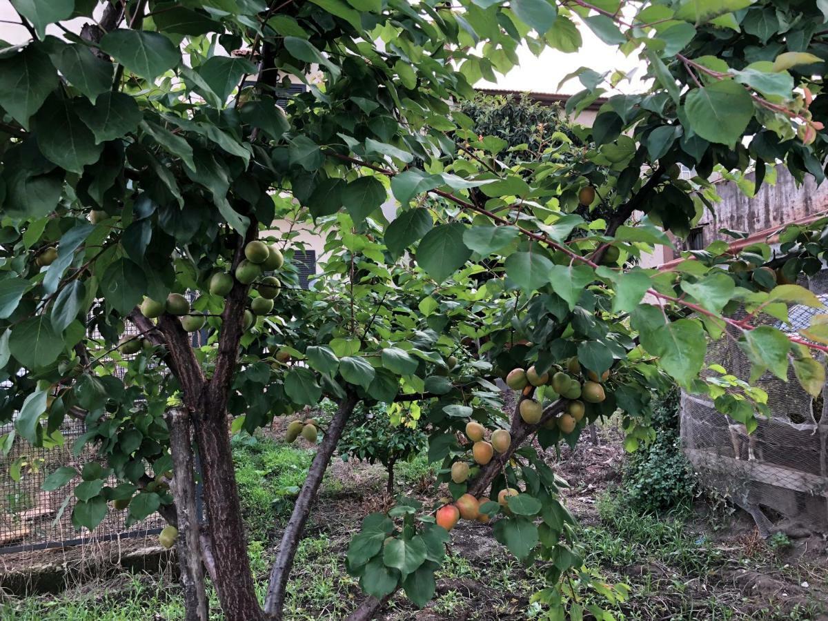 Il Giardino Di Nonno Agostino Bed and Breakfast Castellammare di Stabia Exteriör bild